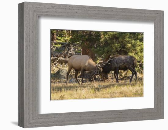 USA, Colorado, Rocky Mountain National Park. Male elks sparring.-Jaynes Gallery-Framed Photographic Print