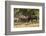 USA, Colorado, Rocky Mountain National Park. Male elks sparring.-Jaynes Gallery-Framed Photographic Print