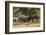 USA, Colorado, Rocky Mountain National Park. Male elks sparring.-Jaynes Gallery-Framed Photographic Print