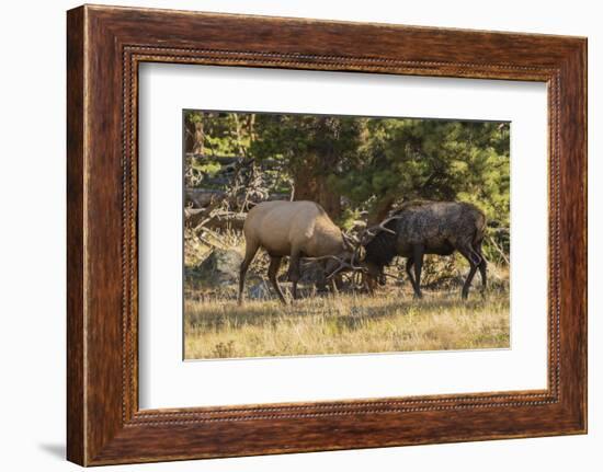 USA, Colorado, Rocky Mountain National Park. Male elks sparring.-Jaynes Gallery-Framed Photographic Print