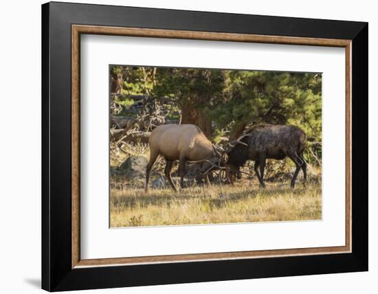 USA, Colorado, Rocky Mountain National Park. Male elks sparring.-Jaynes Gallery-Framed Photographic Print