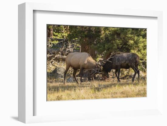 USA, Colorado, Rocky Mountain National Park. Male elks sparring.-Jaynes Gallery-Framed Photographic Print
