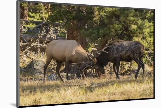 USA, Colorado, Rocky Mountain National Park. Male elks sparring.-Jaynes Gallery-Mounted Photographic Print