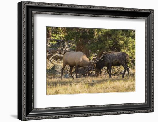 USA, Colorado, Rocky Mountain National Park. Male elks sparring.-Jaynes Gallery-Framed Photographic Print