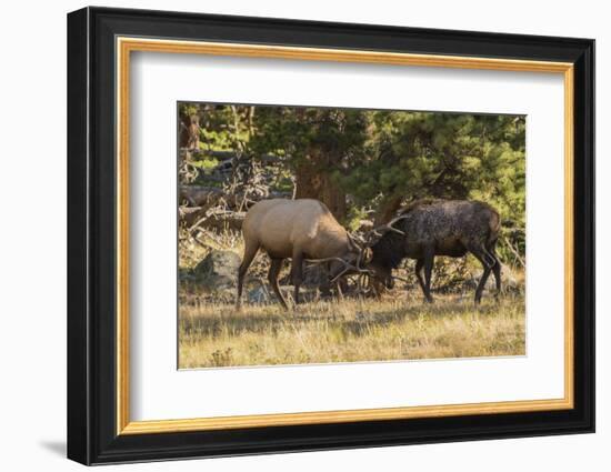 USA, Colorado, Rocky Mountain National Park. Male elks sparring.-Jaynes Gallery-Framed Photographic Print