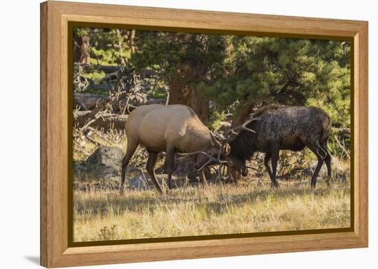 USA, Colorado, Rocky Mountain National Park. Male elks sparring.-Jaynes Gallery-Framed Premier Image Canvas