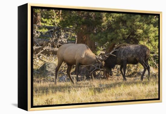 USA, Colorado, Rocky Mountain National Park. Male elks sparring.-Jaynes Gallery-Framed Premier Image Canvas