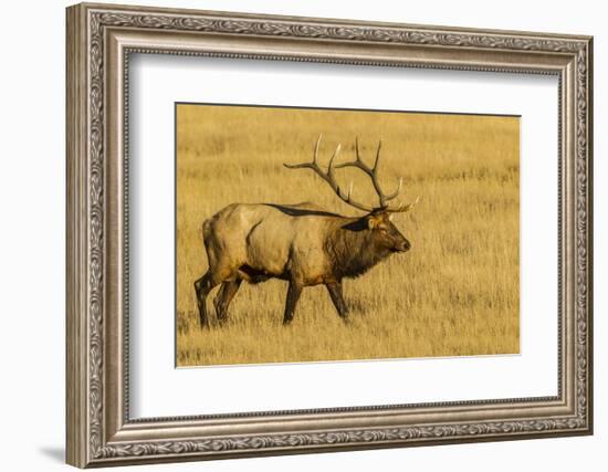 USA, Colorado, Rocky Mountain National Park of male elk in field.-Jaynes Gallery-Framed Photographic Print