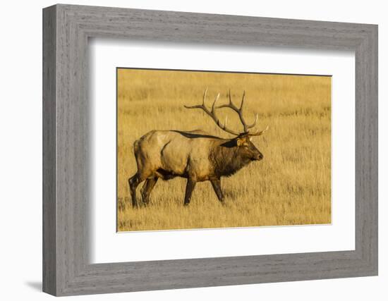 USA, Colorado, Rocky Mountain National Park of male elk in field.-Jaynes Gallery-Framed Photographic Print