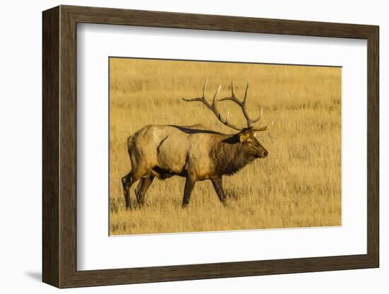 USA, Colorado, Rocky Mountain National Park of male elk in field.-Jaynes Gallery-Framed Photographic Print