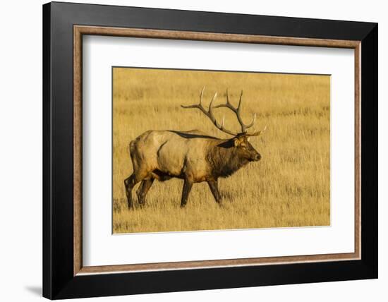 USA, Colorado, Rocky Mountain National Park of male elk in field.-Jaynes Gallery-Framed Photographic Print