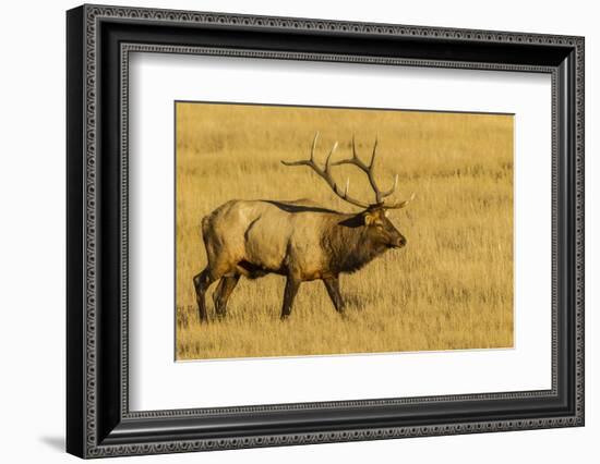 USA, Colorado, Rocky Mountain National Park of male elk in field.-Jaynes Gallery-Framed Photographic Print