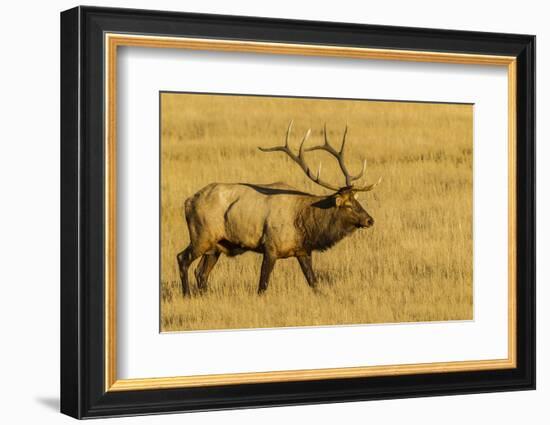 USA, Colorado, Rocky Mountain National Park of male elk in field.-Jaynes Gallery-Framed Photographic Print