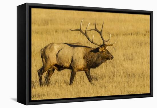 USA, Colorado, Rocky Mountain National Park of male elk in field.-Jaynes Gallery-Framed Premier Image Canvas