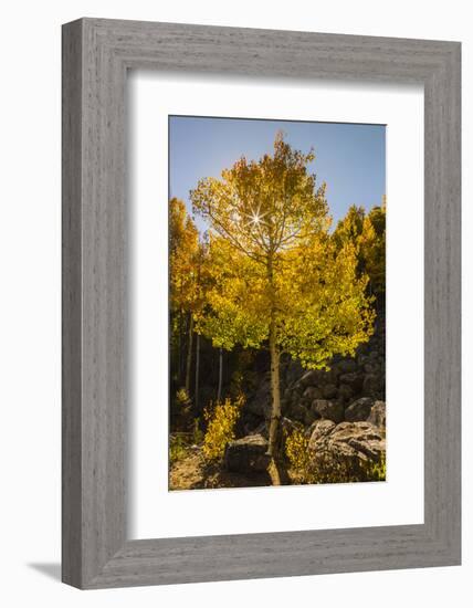 USA, Colorado, Rocky Mountain National Park. Sunburst on aspen tree.-Jaynes Gallery-Framed Photographic Print