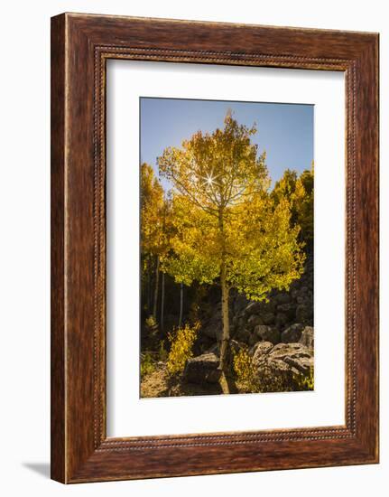 USA, Colorado, Rocky Mountain National Park. Sunburst on aspen tree.-Jaynes Gallery-Framed Photographic Print