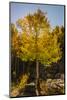 USA, Colorado, Rocky Mountain National Park. Sunburst on aspen tree.-Jaynes Gallery-Mounted Photographic Print