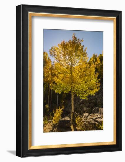 USA, Colorado, Rocky Mountain National Park. Sunburst on aspen tree.-Jaynes Gallery-Framed Photographic Print