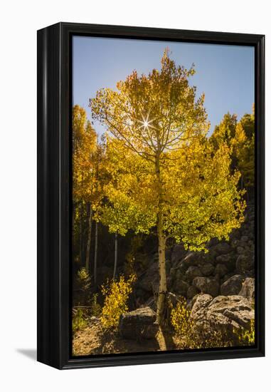 USA, Colorado, Rocky Mountain National Park. Sunburst on aspen tree.-Jaynes Gallery-Framed Premier Image Canvas