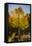 USA, Colorado, Rocky Mountain National Park. Sunburst on aspen tree.-Jaynes Gallery-Framed Premier Image Canvas