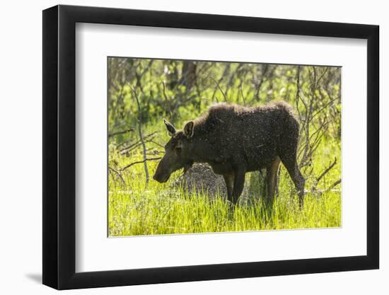 USA, Colorado, Rocky Mountain NP. Female Moose Shaking Off Water-Cathy & Gordon Illg-Framed Photographic Print