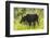 USA, Colorado, Rocky Mountain NP. Female Moose Shaking Off Water-Cathy & Gordon Illg-Framed Photographic Print