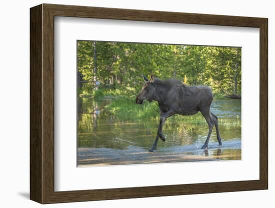 USA, Colorado, Rocky Mountain NP. Male Moose Crossing Colorado River-Cathy & Gordon Illg-Framed Photographic Print