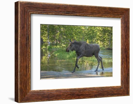 USA, Colorado, Rocky Mountain NP. Male Moose Crossing Colorado River-Cathy & Gordon Illg-Framed Photographic Print