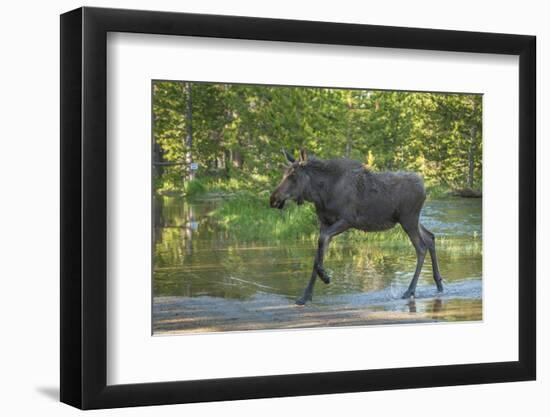 USA, Colorado, Rocky Mountain NP. Male Moose Crossing Colorado River-Cathy & Gordon Illg-Framed Photographic Print