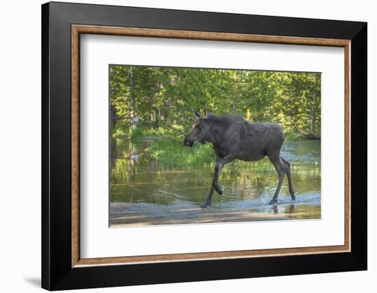 USA, Colorado, Rocky Mountain NP. Male Moose Crossing Colorado River-Cathy & Gordon Illg-Framed Photographic Print