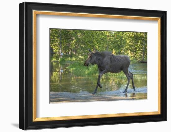 USA, Colorado, Rocky Mountain NP. Male Moose Crossing Colorado River-Cathy & Gordon Illg-Framed Photographic Print