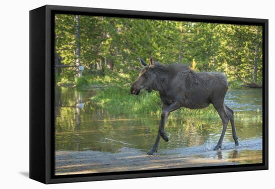 USA, Colorado, Rocky Mountain NP. Male Moose Crossing Colorado River-Cathy & Gordon Illg-Framed Premier Image Canvas