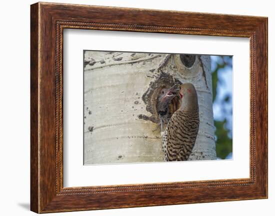 USA, Colorado, Rocky Mountain NP. Red-Shafted Flicker Feeds Nestling-Cathy & Gordon Illg-Framed Photographic Print
