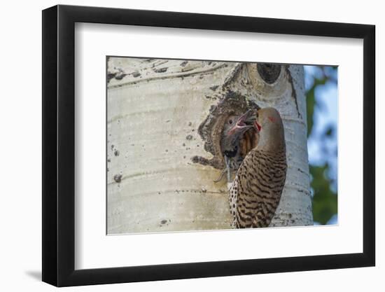 USA, Colorado, Rocky Mountain NP. Red-Shafted Flicker Feeds Nestling-Cathy & Gordon Illg-Framed Photographic Print