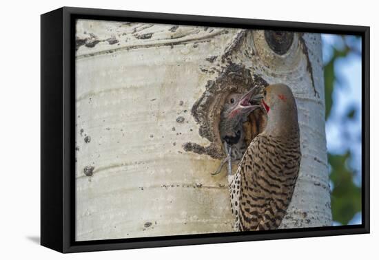 USA, Colorado, Rocky Mountain NP. Red-Shafted Flicker Feeds Nestling-Cathy & Gordon Illg-Framed Premier Image Canvas