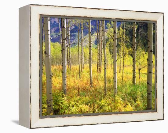 USA, Colorado, Rocky Mountains, Aspen Trees in Autumn in the Rockies-Jaynes Gallery-Framed Premier Image Canvas