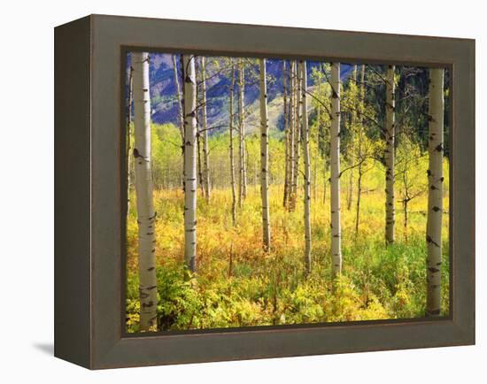 USA, Colorado, Rocky Mountains, Aspen Trees in Autumn in the Rockies-Jaynes Gallery-Framed Premier Image Canvas