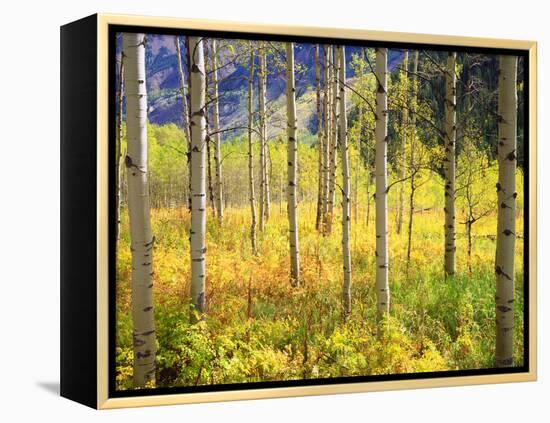 USA, Colorado, Rocky Mountains, Aspen Trees in Autumn in the Rockies-Jaynes Gallery-Framed Premier Image Canvas