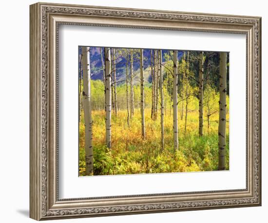 USA, Colorado, Rocky Mountains, Aspen Trees in Autumn in the Rockies-Jaynes Gallery-Framed Photographic Print