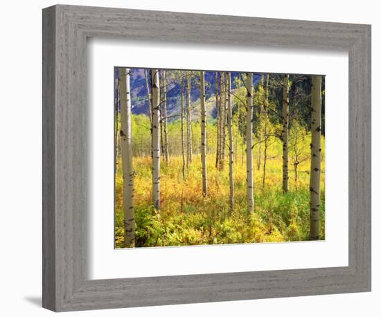 USA, Colorado, Rocky Mountains, Aspen Trees in Autumn in the Rockies-Jaynes Gallery-Framed Photographic Print