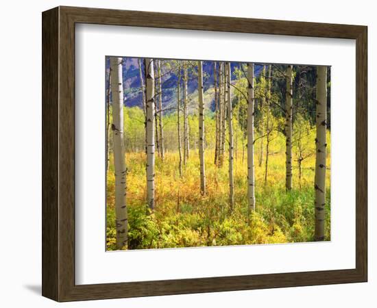 USA, Colorado, Rocky Mountains, Aspen Trees in Autumn in the Rockies-Jaynes Gallery-Framed Photographic Print