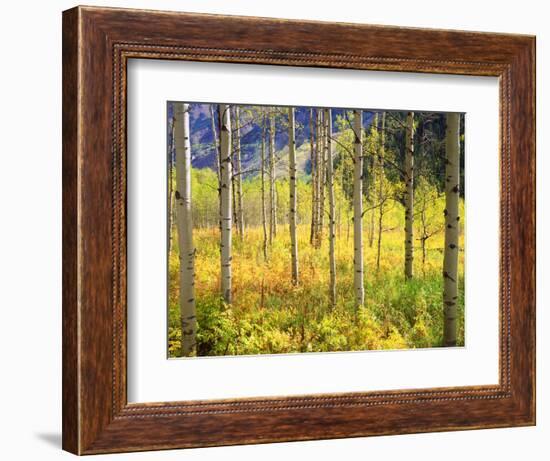 USA, Colorado, Rocky Mountains, Aspen Trees in Autumn in the Rockies-Jaynes Gallery-Framed Photographic Print