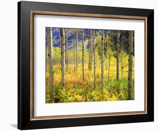 USA, Colorado, Rocky Mountains, Aspen Trees in Autumn in the Rockies-Jaynes Gallery-Framed Photographic Print