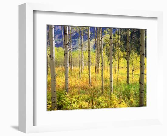 USA, Colorado, Rocky Mountains, Aspen Trees in Autumn in the Rockies-Jaynes Gallery-Framed Photographic Print