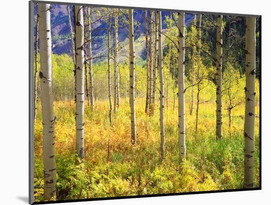 USA, Colorado, Rocky Mountains, Aspen Trees in Autumn in the Rockies-Jaynes Gallery-Mounted Photographic Print