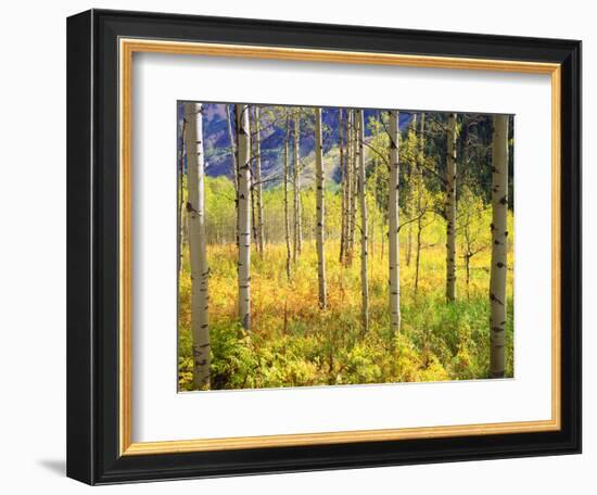 USA, Colorado, Rocky Mountains, Aspen Trees in Autumn in the Rockies-Jaynes Gallery-Framed Photographic Print