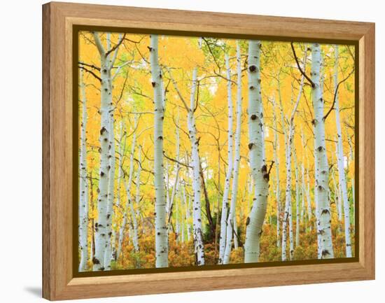 USA, Colorado, Rocky Mountains, Fall Colors of Aspen Trees-Jaynes Gallery-Framed Premier Image Canvas