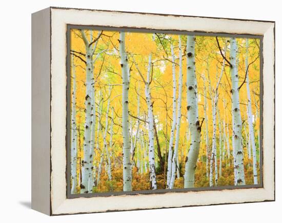USA, Colorado, Rocky Mountains, Fall Colors of Aspen Trees-Jaynes Gallery-Framed Premier Image Canvas