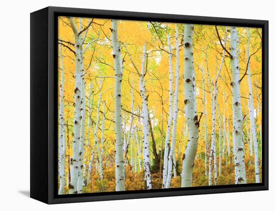 USA, Colorado, Rocky Mountains, Fall Colors of Aspen Trees-Jaynes Gallery-Framed Premier Image Canvas