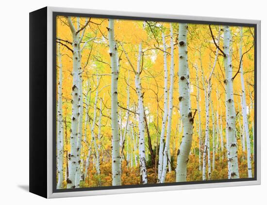 USA, Colorado, Rocky Mountains, Fall Colors of Aspen Trees-Jaynes Gallery-Framed Premier Image Canvas